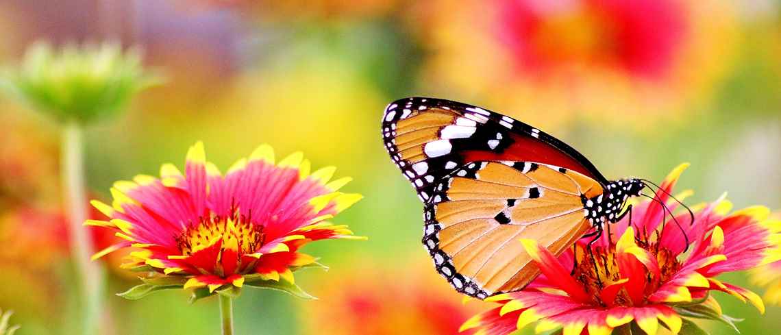 Fjäril som sitter på en blomma. Färgglada färger på bilden, rosa, rött, grönt. 