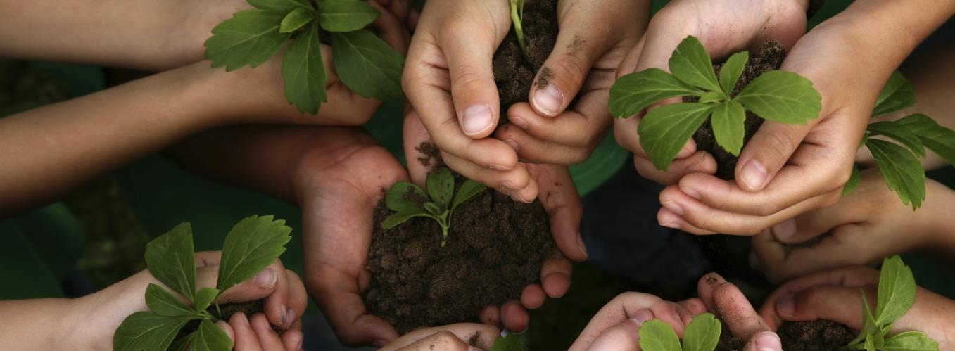 Barnhänder som planterar växter.