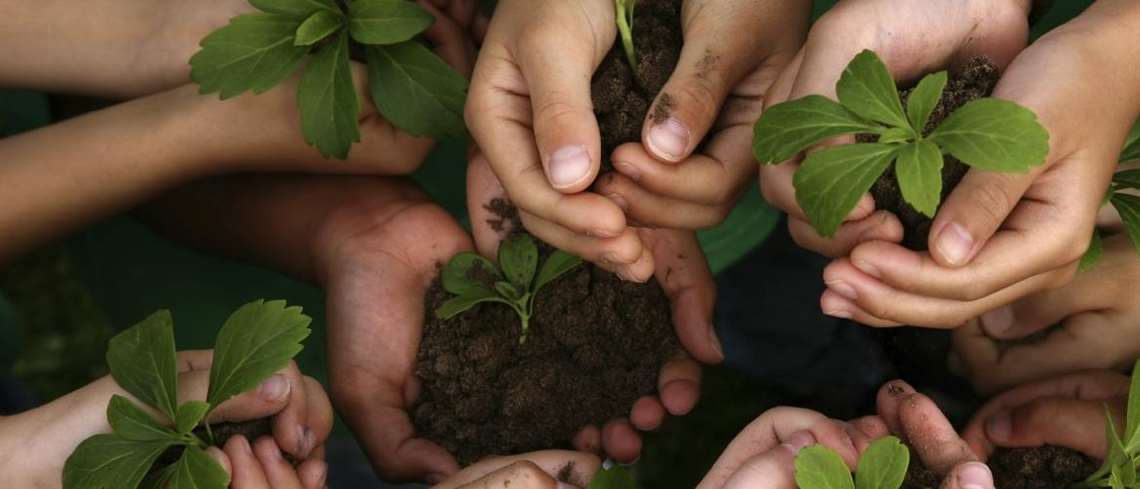 Barnhänder som planterar växter.