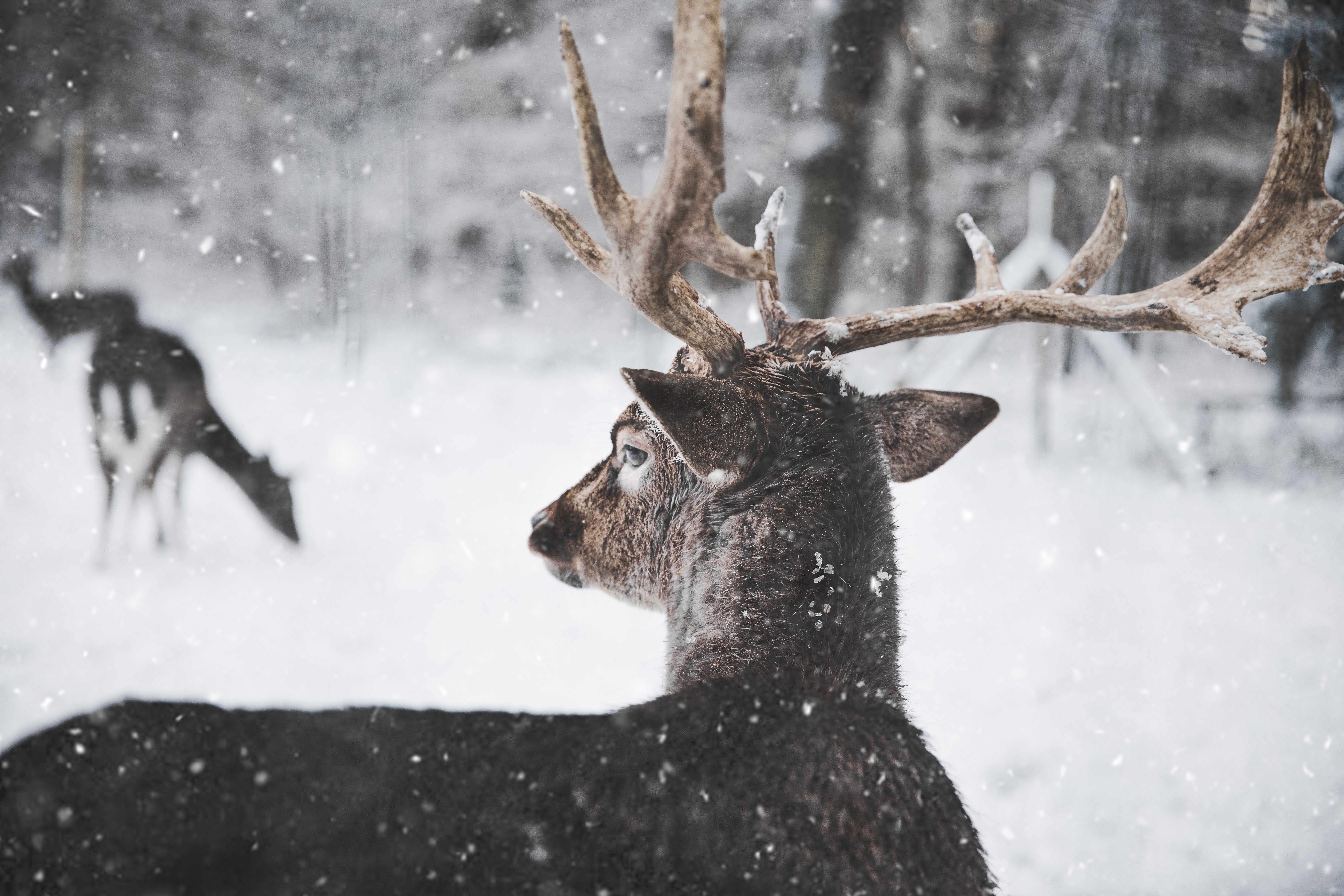 En kronhjort i snöfall