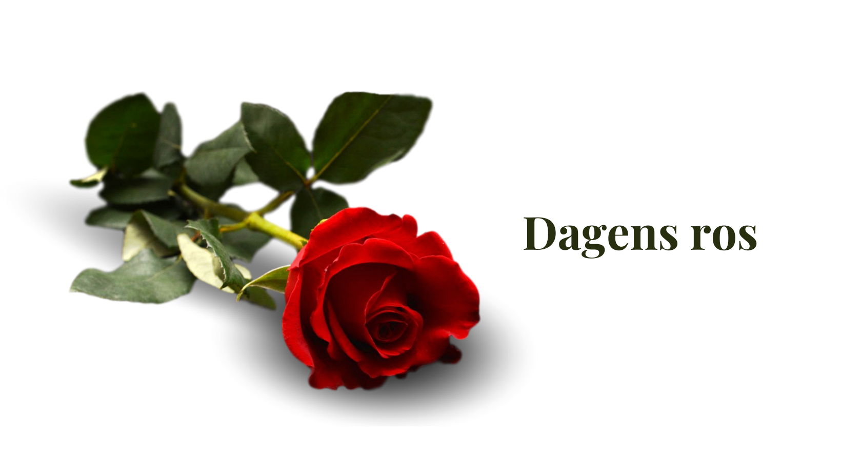 Dagens ros