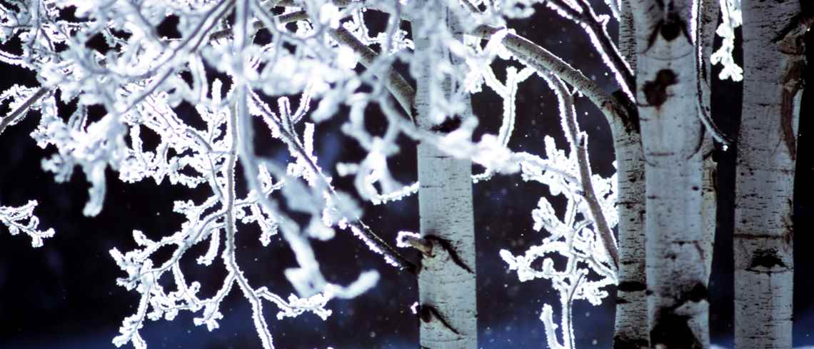 Björk med frostklädda grenar