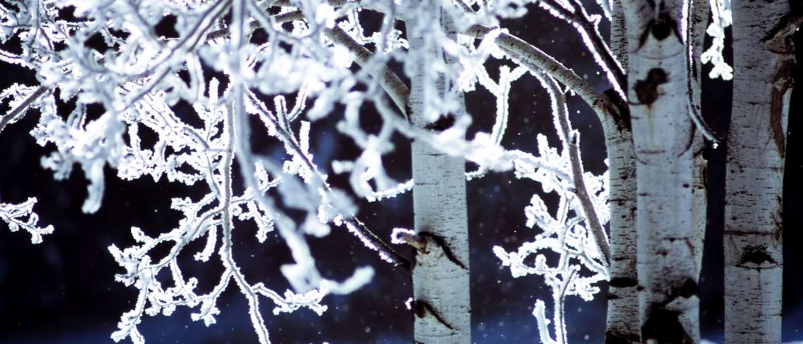 Björk med frostklädda grenar
